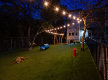 Dog run at night